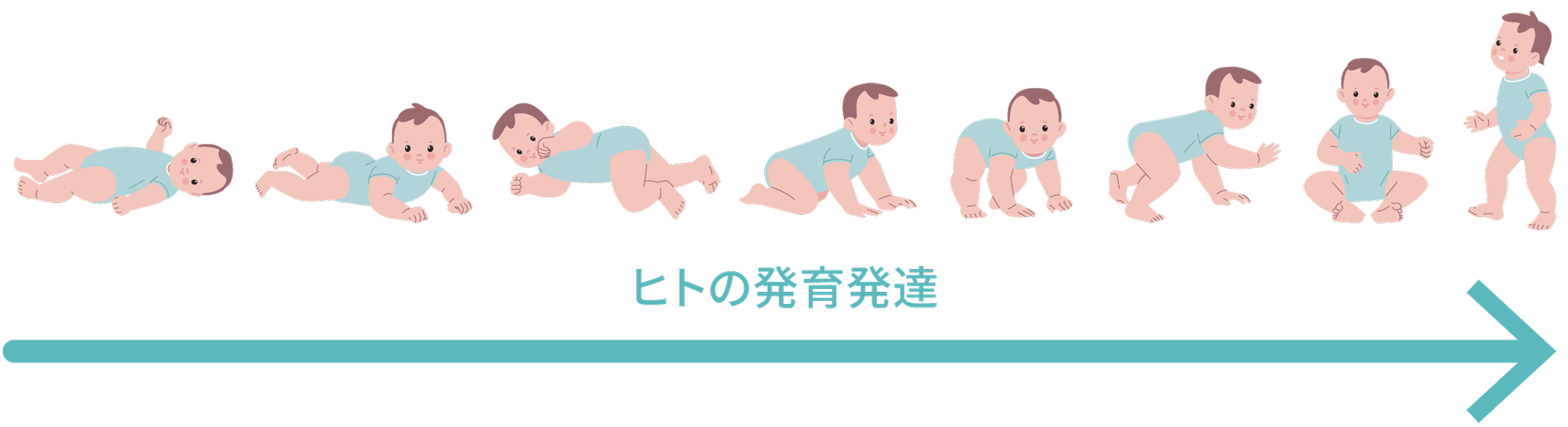 ヒトの発育発達